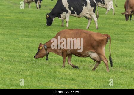 Une vache de Jersey dans un champ de pâturage avec des vaches Holstein de la Frise. La vache porte un collier pour l'identification. Banque D'Images