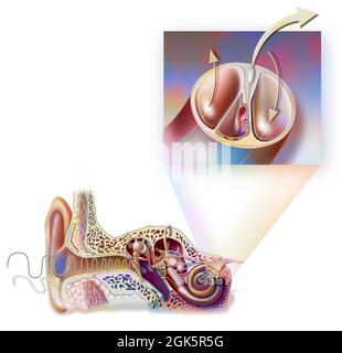 Anatomie de l'oreille montrant le tympan, les osselets, le marteau. . Banque D'Images