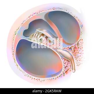 Oreille interne: L'organe de Corti avec la rampe vestibulaire, tympanique. . Banque D'Images