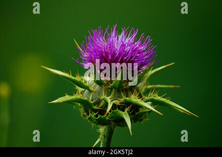 Fleur de chardon. Banque D'Images