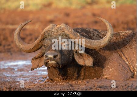 Gros plan d'un buffle du Cap dans la boue rouge de Tsavo West, Kenya Banque D'Images