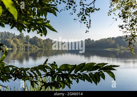Windsor Great Park à Dawn, Londres, Royaume-Uni Banque D'Images