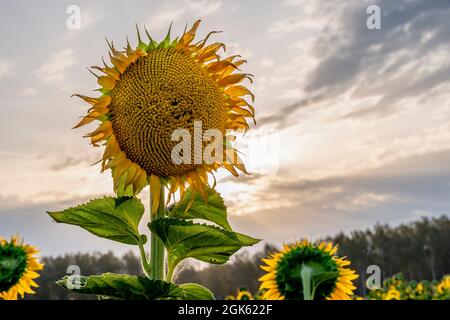 Un tournesol est détourné des autres, à la lumière de l'aube Banque D'Images