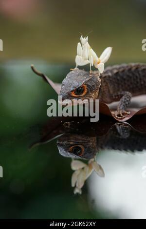 La mantis d'Orchid est assise sur la tête d'un croque de crocodile à yeux rouges rampant sur une surface réfléchissante Banque D'Images