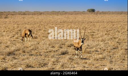 Oryx broutant la savane du nord de la Namibie Banque D'Images