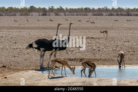 Autruches partageant un trou d'eau dans le nord de la Namibie Banque D'Images