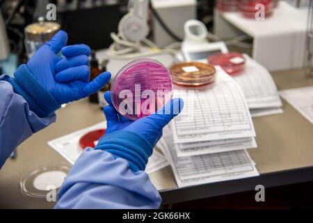 Un technicien de laboratoire médical du 59e Escadron de diagnostics médicaux et de thérapies analyse les bactéries au Wilford Hall Ambulatory Surgical Centre, joint base San Antonio-Lackland (Texas), le 12 août 2021. Le laboratoire clinique de la WHASC teste des échantillons pour aider au traitement de diverses infections. Banque D'Images