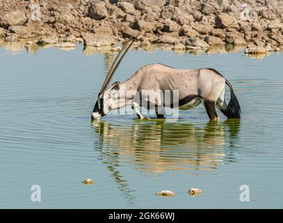 Oryx buvant dans un trou d'eau en Namibie du nord de l'Afrique Banque D'Images