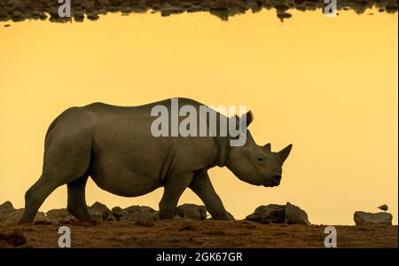 Des rhinocéros noirs au coucher du soleil dans un trou d'eau du nord de la Namibie Banque D'Images
