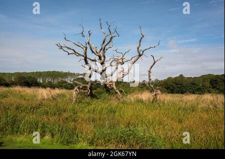 Un arbre mort solitaire dans un champ surcultivé de Norfolk Banque D'Images