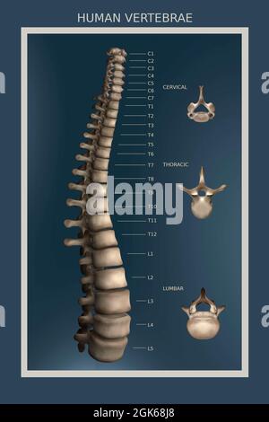 Schéma du rachis comprenant les 24 vertèbres, entièrement étiqueté. Banque D'Images
