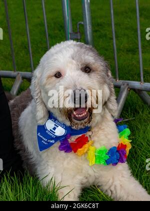 Arley Hall & Gardens-5k Sunset Walk pour recueillir des fonds pour St. Rocco's, l'hôpital local pour les personnes ayant reçu un diagnostic de maladie qui limite leur vie Banque D'Images