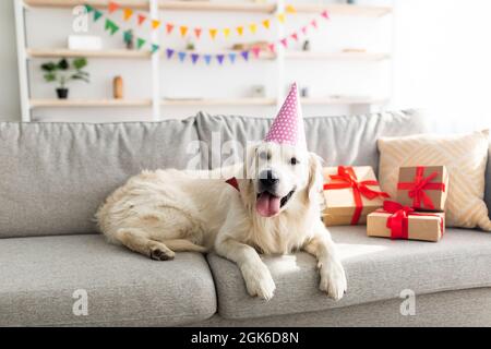 Adorable chien de compagnie portant un chapeau de fête, allongé sur un canapé entouré de boîtes-cadeaux, ayant la fête d'anniversaire à la maison Banque D'Images
