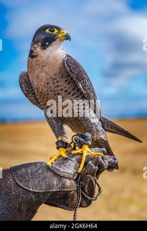 Un faucon pèlerin, qui est une attraction populaire lors des journées d'expérience falcon Banque D'Images