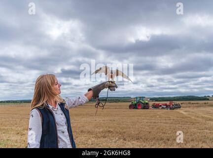 Une jeune femme blonde falconer avec un Kestrel, qui est une attraction populaire les jours d'expérience falcon Banque D'Images