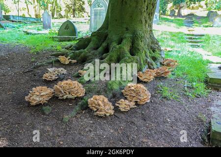 Très grand champignon de la queue de dinde (Trametes Versicolor) champignons poussant sous un arbre dans un cimetière, Angleterre, Royaume-Uni Banque D'Images