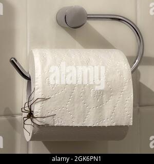 Grande araignée maison se cachant sur un rouleau de toilette blanc dans une salle de bains britannique. Banque D'Images