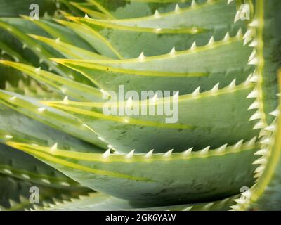 Aloe en spirale Aloe polyphylla Pilans Banque D'Images