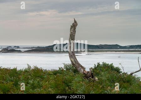 Un arbre mort sur la côte de St Mary's, les îles de Scilly Banque D'Images