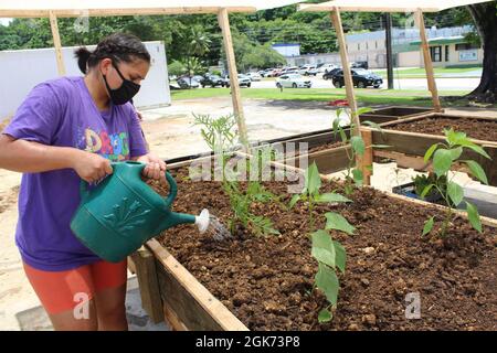 HAGATÑA, Guam (août 23, 2021) - des marins basés à Guam, des membres de leur famille et des Marines en visite se sont portés volontaires au jardin communautaire de croissance verte de Guam, à Hagatña, en août 20. Les volontaires ont mélangé du compost et du sol, déplacé des lits de jardin, posé du tissu d'aménagement paysager et planté des semis et des plantes. Les commandements suivants ont participé : base navale américaine Guam U.S. Naval Hospital Guam Ship support Unit Guam U.S. Naval Computer and Telecommunications Station Guam combat Logistics Regiment 17 les objectifs du jardin communautaire comprennent l’éradication de la faim, la promotion de la santé et du bien-être, et le soutien alimentaire Banque D'Images