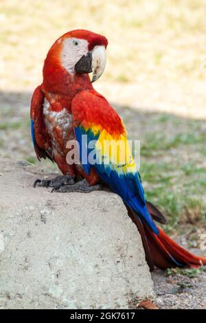 La macaw scarlet Ara macao , oiseau national de Hinduras, est en ruine dans le parc archéologique de Copan, au Honduras Banque D'Images