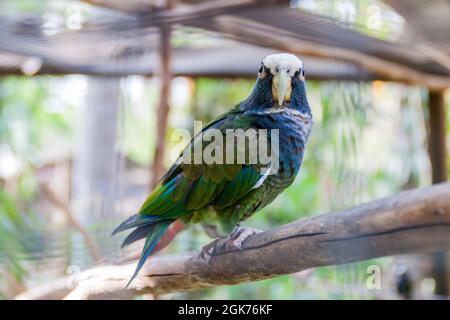 Perroquet à couronne blanche (Pionus senilis) Banque D'Images