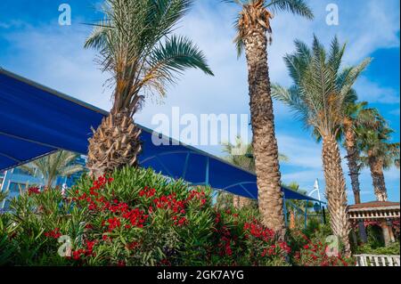 Vue panoramique sur la magnifique Miami Beach le long d'Ocean Drive avec palmiers à noix de coco et raisins de mer. Photo de haute qualité Banque D'Images