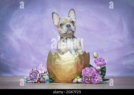 Chien Bulldog français chiot éclosion hors de la coquille d'oeuf dorée à côté des roses Banque D'Images