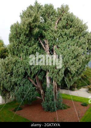 Vue sur Cupressus cashmeriana, jardin botanique d'Isola Madre, Lac majeur, Italie. Banque D'Images