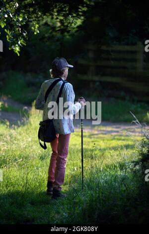 femme seule et âgée debout avec un bâton de rambling dans une verrière boisée surlingham norfolk angleterre Banque D'Images