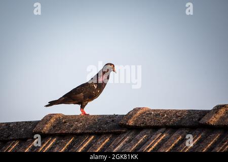 Waldviertel Cropper Pigeon (Waldviertler Kröpfer, Boulant de Waldviertel, Gozzuto à Waldviertel), un pigeon d'Autriche Banque D'Images