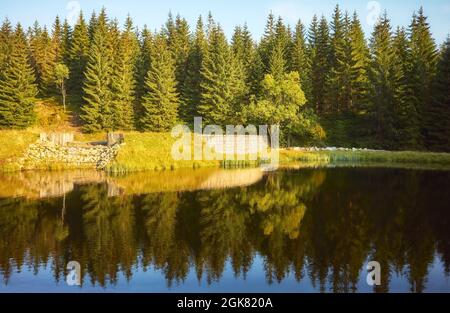 Forêt de montagne reflétée dans un étang au coucher du soleil, parc national de Karkonosze, Pologne. Banque D'Images