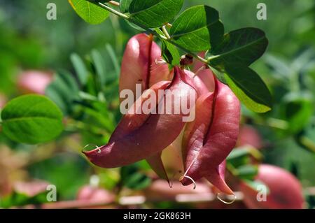 Vessie-senna, Gelbe Blasenstrauch, pukkanó dudafürt, Colutea arborescens, Hongrie, Magyarország, Europe Banque D'Images