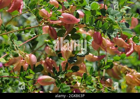 Vessie-senna, Gelbe Blasenstrauch, pukkanó dudafürt, Colutea arborescens, Hongrie, Magyarország, Europe Banque D'Images