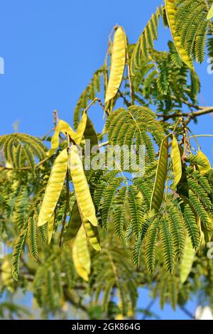 Arbre à soie persan ou arbre à soie rose, Seidenbaum, arbre à soie, Albizia julibrissin, perzsa selyemakác, Asie Banque D'Images