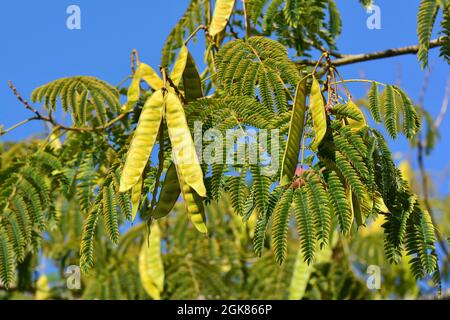 Arbre à soie persan ou arbre à soie rose, Seidenbaum, arbre à soie, Albizia julibrissin, perzsa selyemakác, Asie Banque D'Images