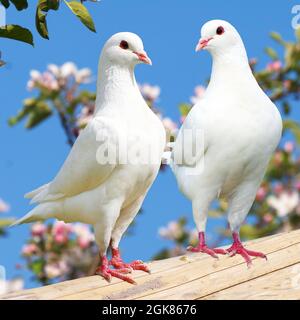 Deux pigeons blancs sur fond fleuri - pigeon impérial - ducula Banque D'Images