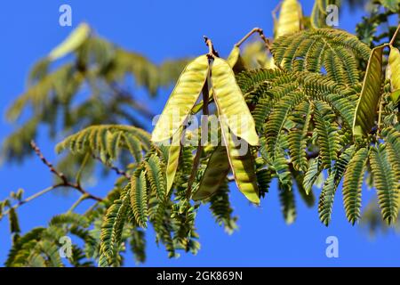 Arbre à soie persan ou arbre à soie rose, Seidenbaum, arbre à soie, Albizia julibrissin, perzsa selyemakác, Asie Banque D'Images