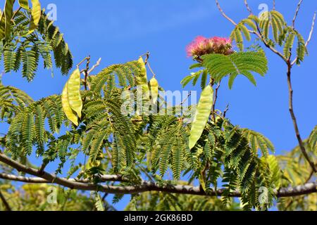 Arbre à soie persan ou arbre à soie rose, Seidenbaum, arbre à soie, Albizia julibrissin, perzsa selyemakác, Asie Banque D'Images