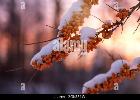 Rowan Tree dans la neige au coucher du soleil. Arrière-plan hivernal enneigé. Baies de rowan rouges recouvertes de neige. Banque D'Images