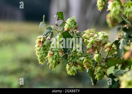 Plainwell, Michigan - The Twisted Hops Farm. Quelques fleurs de houblon sont laissées une fois la récolte terminée. Banque D'Images