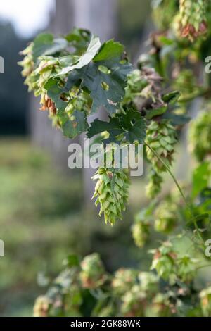 Plainwell, Michigan - The Twisted Hops Farm. Quelques fleurs de houblon sont laissées une fois la récolte terminée. Banque D'Images