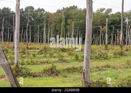 Plainwell, Michigan - la ferme de houblon Twisted, après la récolte est terminée. Banque D'Images