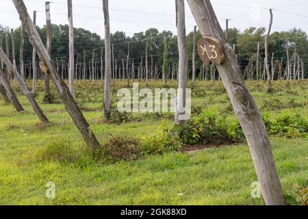 Plainwell, Michigan - la ferme de houblon Twisted, après la récolte est terminée. Banque D'Images