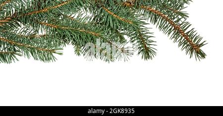 Branche de sapin isolée sur fond blanc. Branche de pin. Sapin de Noël. Banque D'Images