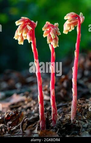 Pinesap (Monotroppa hypopitys) - Forêt nationale de Pisgah - Brevard, Caroline du Nord, Etats-Unis Banque D'Images