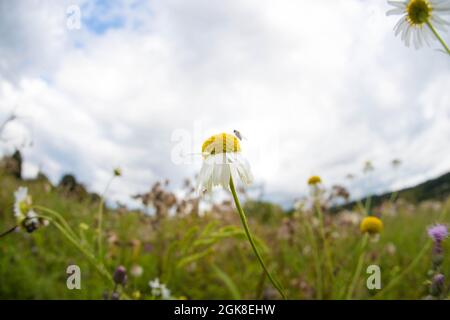 Prise de vue sélective de daises dans un champ de pâquerettes par une journée nuageux Banque D'Images