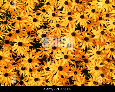 Plusieurs coneflores jaunes (Echinacea paradoxa) dans un lit de fleurs Banque D'Images