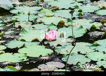 Un seul Lotus hindou blanc (Nelumbo nucifera) fleurs et gousses de graines sur un étang d'hiver. Thaïlande Banque D'Images