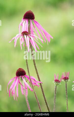 Echinacea pallida cône fleurs sur tige Banque D'Images